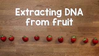 Extracting DNA from fruit [upl. by Hallam]