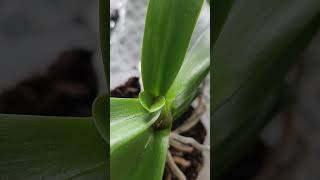 Orchid new growth orchidbeauty orchidplant [upl. by Hakym]