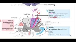 LEC 5 Sensory system  neurophysiology  BRS and FA 2020  Dr Shadab Kamal [upl. by Alli]