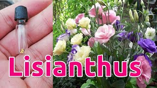 How to Grow Lisianthus from Seeds [upl. by Kellyn424]