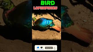 Bird Lophophorus National bird of Nepal youtubeshorts reels shortvideo animalworld viralvideo [upl. by Eugenia]