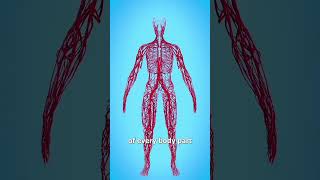 How long are your blood vessels 😮 science vfx physics viral [upl. by Guinna]