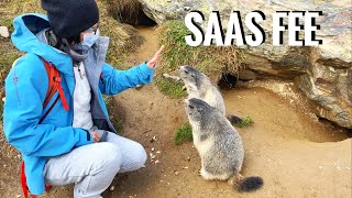 SaasFee 萨斯斐滑雪场，寻找野生土拨鼠，夏季滑雪之外还能怎么玩？Marmotte Murmeltiere [upl. by Yrak]