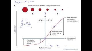 Myogenic autoregulation of blood flow [upl. by Fredela]