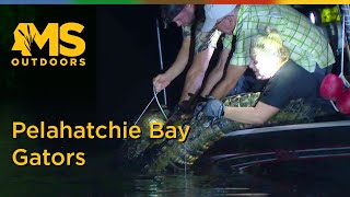 Alligator hunt at Pelahatchie Bay on the Ross Barnett Reservoir [upl. by Mommy448]