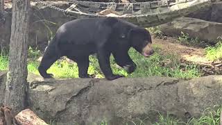 El Oso Negro Sydney Australia [upl. by Ettezil]