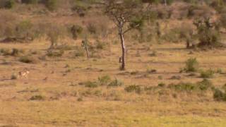 Lion Vs Leopard [upl. by Cathy]