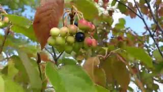 Identifying Edible Nannyberries [upl. by Namzed]