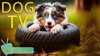 DOG TV The Best Entertaining Video for Dogs  Keep Your Dogs Happy and Relax When Home Alone [upl. by Deyas]