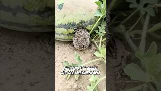 Dieser Mann fand einen Igel der versuchte ihm seine Melone zu stehlen und dann [upl. by Eira798]