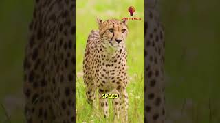 🦁🔥Lions vs Cheetahs  The Ultimate Wildlife Showdown wildlife animals facts [upl. by Avlasor]