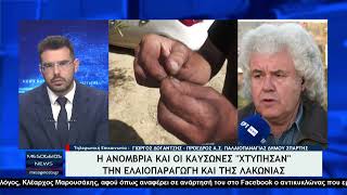 Ο πρόεδρος του Αγροτικού Συνεταιρισμού Ελαιοπαραγωγών Παλαιοπαναγιάς Σπάρτης Δογαντζής Γιώργος [upl. by Pomeroy]