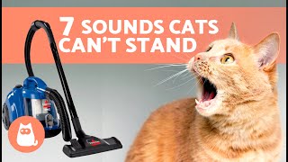 7 SOUNDS CATS HATE the Most🐱🔊❌ Noises Felines Cant Stand [upl. by Kaitlyn742]