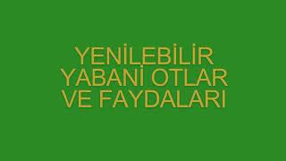 YENİLEBİLİR YABANİ OTLAR VE FAYDALARI [upl. by Kimberlee214]