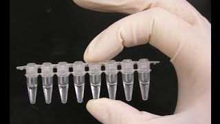 PCR optimization  PCR technique [upl. by Etna429]