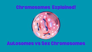 Exploring the Importance of Chromosomes in DNA Organisation [upl. by Ledarf]