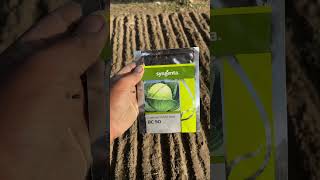 BC 90 cabbage of Syngenta seeds [upl. by Arracahs]