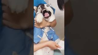 Dog injection dairy funny funnupets dogs [upl. by Parrie791]