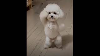 Poodles dancing dog [upl. by Ransom]