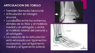 ARTICULACIONES DEL MIEMBRO INFERIOR  ACIEMH ANDINA [upl. by Weismann]