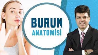 Burun Anatomisi Fazıl Apaydın [upl. by Lach728]