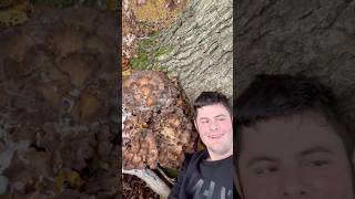 Fund des Jahres RiesenKlapperschwamm 🤯fungus herbst pilze pilzesuchen wald fungi [upl. by Annaert]