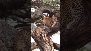 Nature’s Unexpected Twist Leopard Kills and Devours a Cheetah [upl. by Stargell]