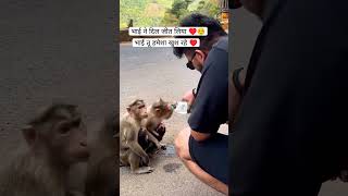 Kam esa karo insaan chahe soche ya na soche par janvar dua de monkey pani struggle shorts viral [upl. by Mullac]