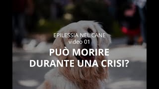 EPILESSIA NEL CANE 1 Puo morire durante una crisi [upl. by Nnel]