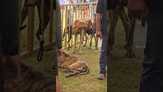 DogShow MysuruDasara2024 Trending YTShorts  PetShow [upl. by Einnor]