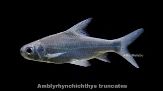 Amblyrhynchichthys truncatus  Shortfaced BarbTempuling Malaysia [upl. by Raf]