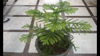 Araucaria Plant Care Hindi  How to Grow amp Care Christmas Tree Plant in Pots  Araucaria Plant [upl. by Latham336]