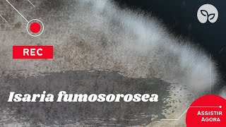 MANEJO ECOLÓGICO DE PRAGAS  Conheça o fungo Isaria fumosorosea [upl. by Tonnie]