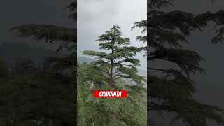 Mountains Love  Uttarakhand  Chakrata Hill Station song music tamilsong shortsvideo travel [upl. by Jareen]