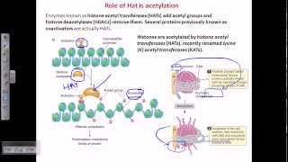 Histone acetylation [upl. by Thomasina]