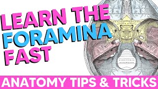 Cranial Foramina Easy Anatomy Mnemonics [upl. by Ainna]