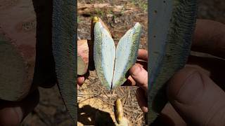 Mushroom ASMR Red Stemmed Bitter Bolete Caloboletus rubripes Stains Blue Inedibly Bitter [upl. by Gipps]