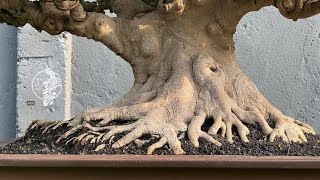 🔴Ficus Compacta XL amp Premna Medium 🤩 ISTIMEWA  Mr DUma Bonsai Bali [upl. by Sindee]