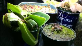 Nepenthes truncata and Cephalotus Follicularis 5 month time lapse [upl. by Gyatt]