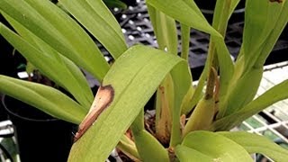 ORCHID CARE  Yellow Leaves and Other Ailments PART 3 Lighting mishaps and Fertilizer leaf burns [upl. by Chastity357]