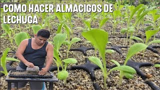 Guía completa para hacer ALMACIGOS DE LECHUGA [upl. by Jecho547]