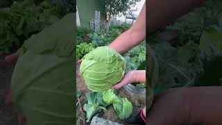 Cabbages are ready to be harvested shorts shortsvideo [upl. by Boylston]