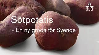 Sötpotatis  en ny gröda för Sverige [upl. by Kristin817]