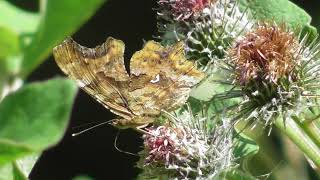 Бабочка Углокрыльница Сбелое  Polygonia calbum [upl. by Nnaasil271]