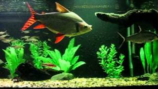 Flagtail Prochilodus in 180 Gallon Fish Tank [upl. by Lussier]