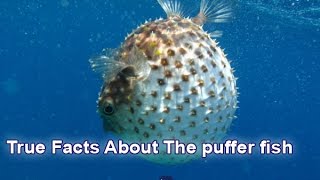 True Facts About The puffer fish [upl. by Leonanie257]