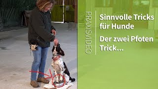 Sinnvolle Tricks für Hunde ► Zwei Pfoten Hundetricks lernen ► Praxisvideo [upl. by Willcox]