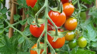 Solanum lycopersicum  Cherry tomato quotSweet Millionquot [upl. by Skinner896]