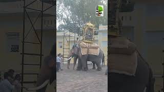 Wooden howdah talim sorts dasarawildlife forest karnatakavideo wild dasara animalselephant [upl. by Aiouqes]