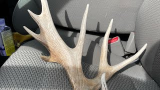 Shed Antler Hunting Utah Best shed to date [upl. by Aseeram]